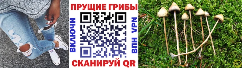 Псилоцибиновые грибы MAGIC MUSHROOMS  кракен маркетплейс  Яровое  что такое наркотик 